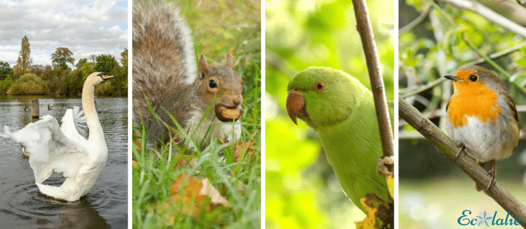 animaux_hyde_park_londres