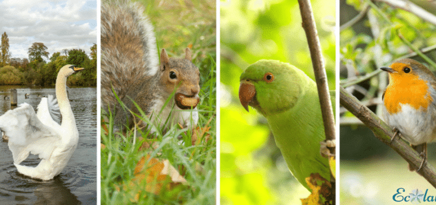 animaux_hyde_park_londres