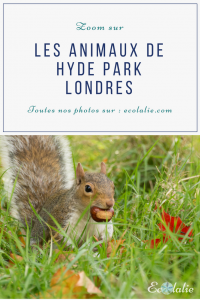 animaux-de-hyde-park
