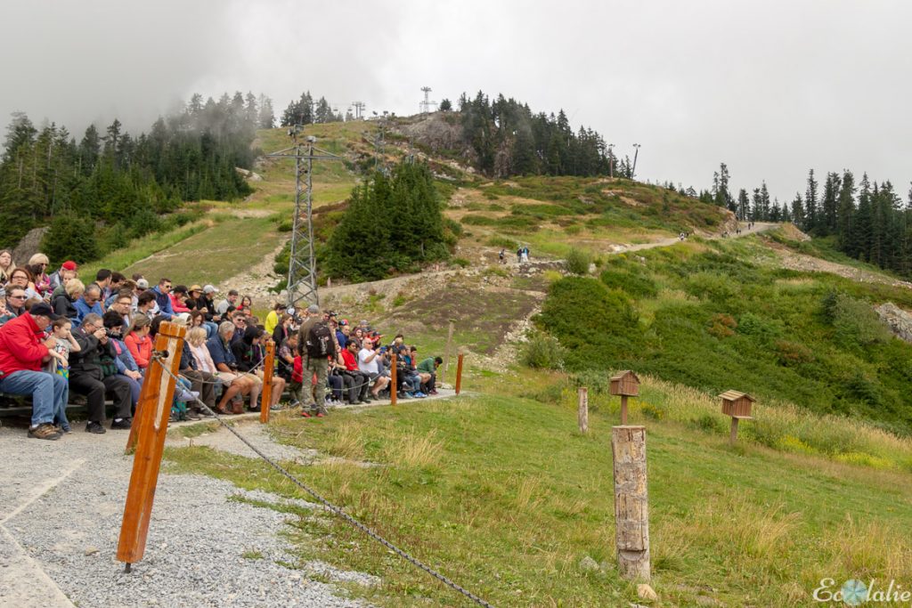 Grouse_Mountain_Que_faire