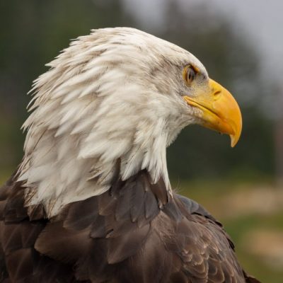 Pygargue-a-tete-blanche