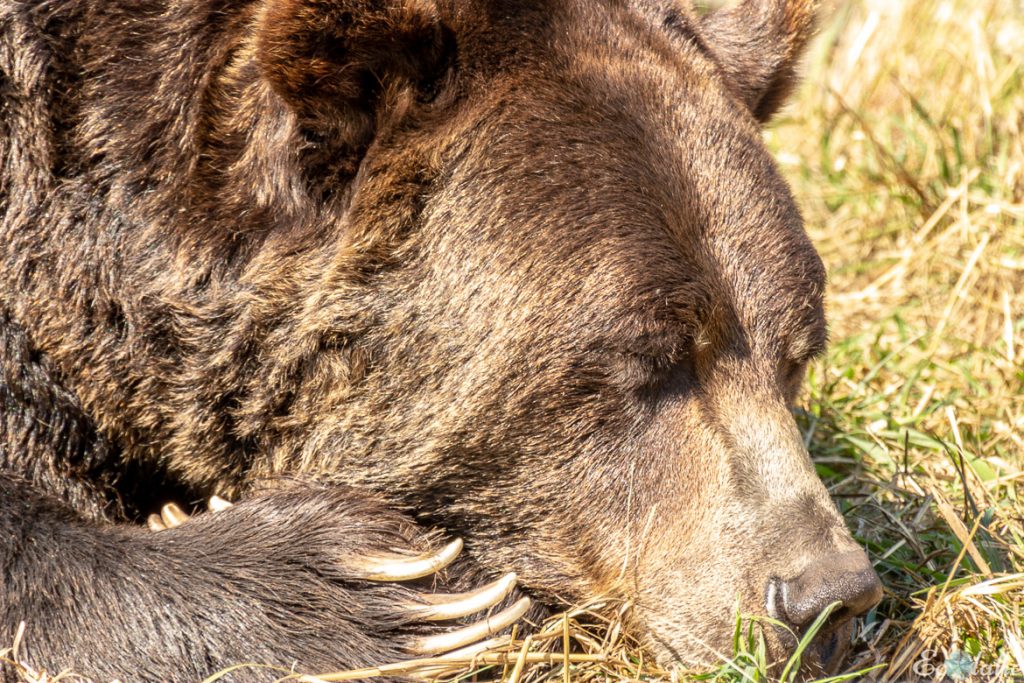 Ours_qui_dort_au_soleil