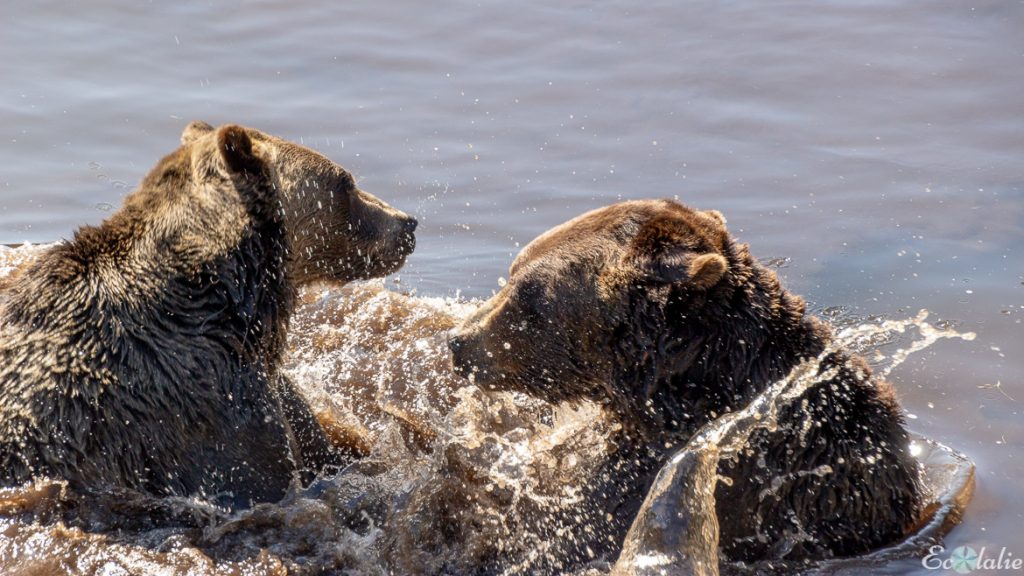 Ours_Grouse_Mountain_Vancouver