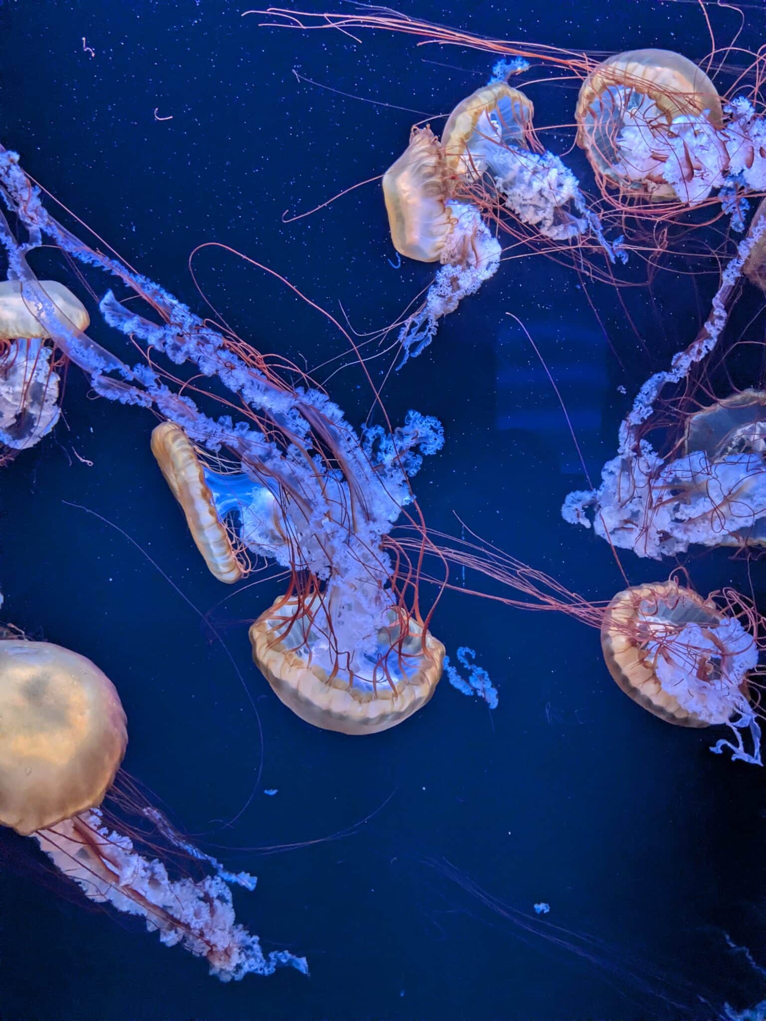 aquarium-de-paris