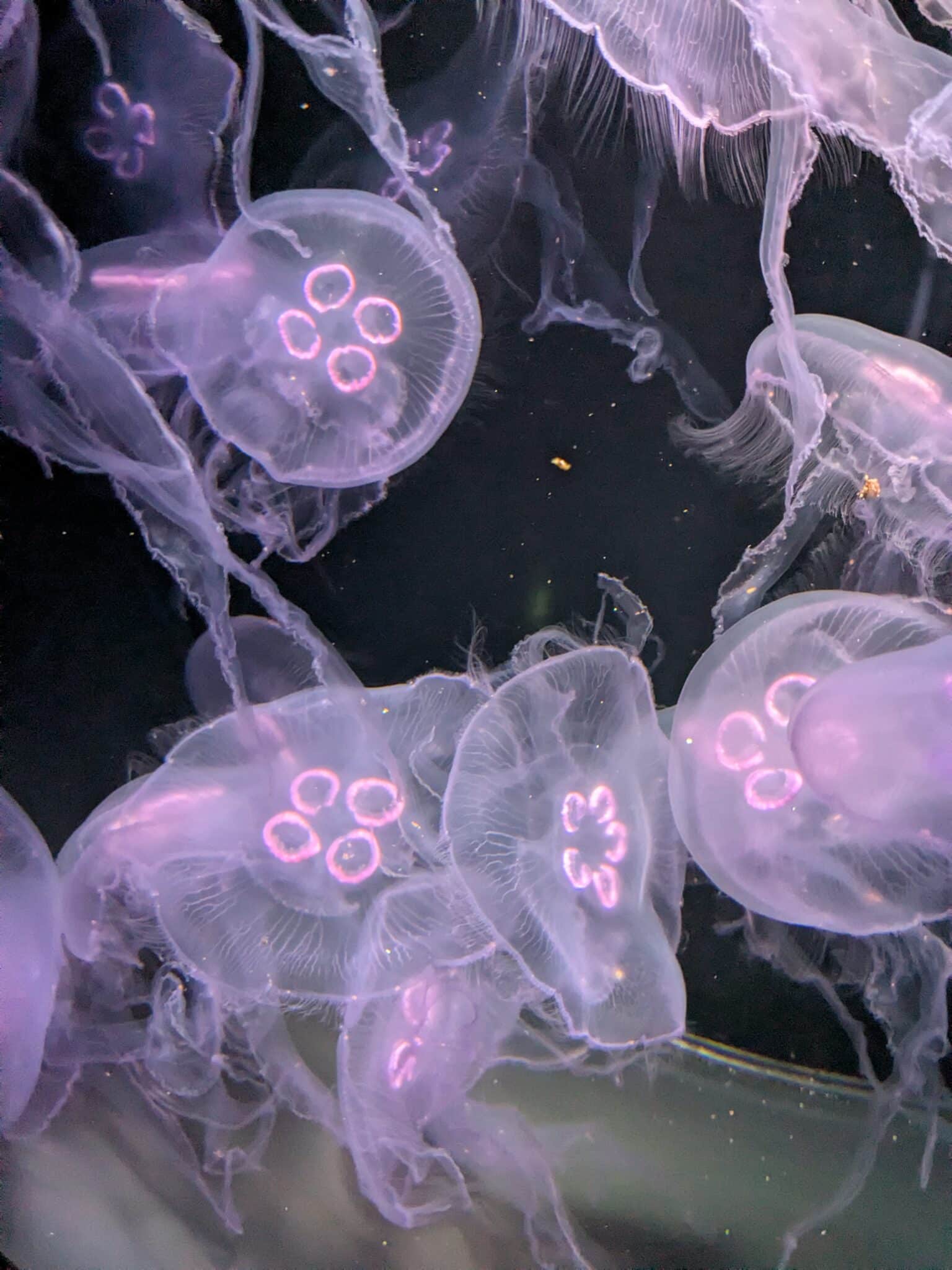 aquarium-paris-en-famille