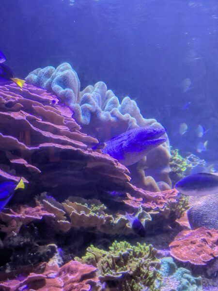nausicaa-en-famille