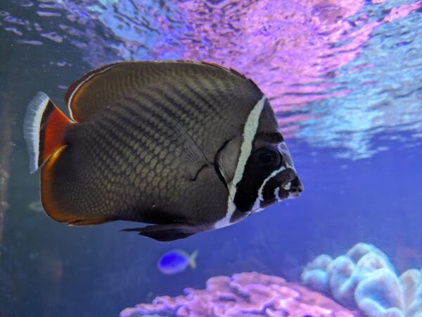 aquarium-nausicaa-avec-des-enfants