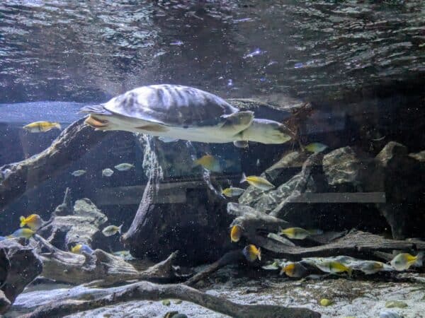 aller-a-nausicaa-en-famille