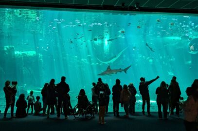 aquarium-avec-des-enfants