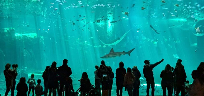 Nausicaa en Famille : Tous Mes Secrets pour Découvrir l&rsquo;Aquarium