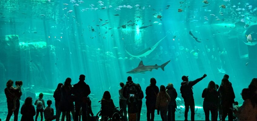 aquarium-avec-des-enfants