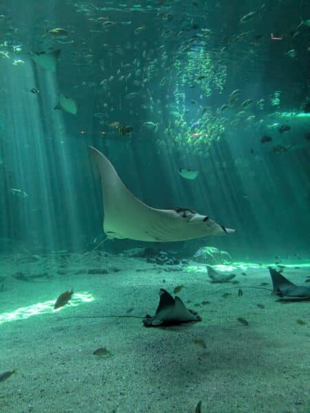 aquarium-avec-enfants