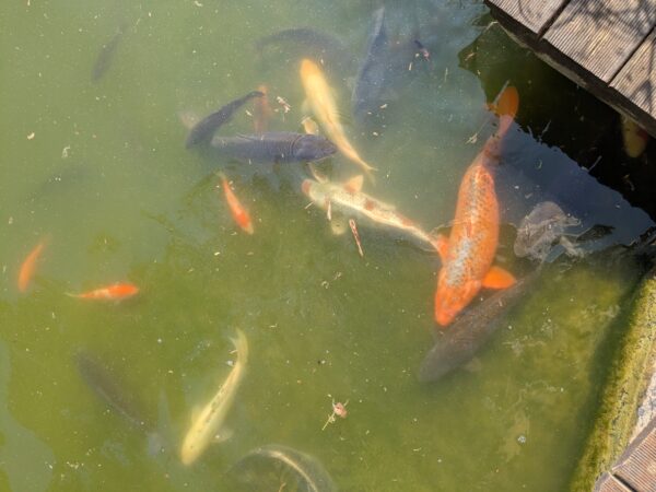 carpes-koi-a-caresser
